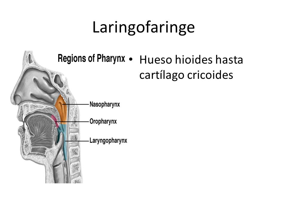 Laringofaringe Hueso hioides hasta cartílago cricoides