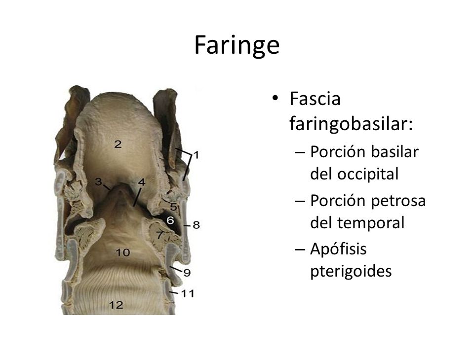 Faringe Fascia faringobasilar: Porción basilar del occipital