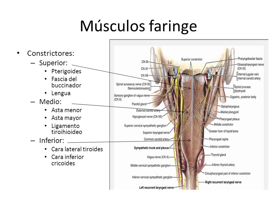 Músculos faringe Constrictores: Superior: Medio: Inferior: Pterigoides