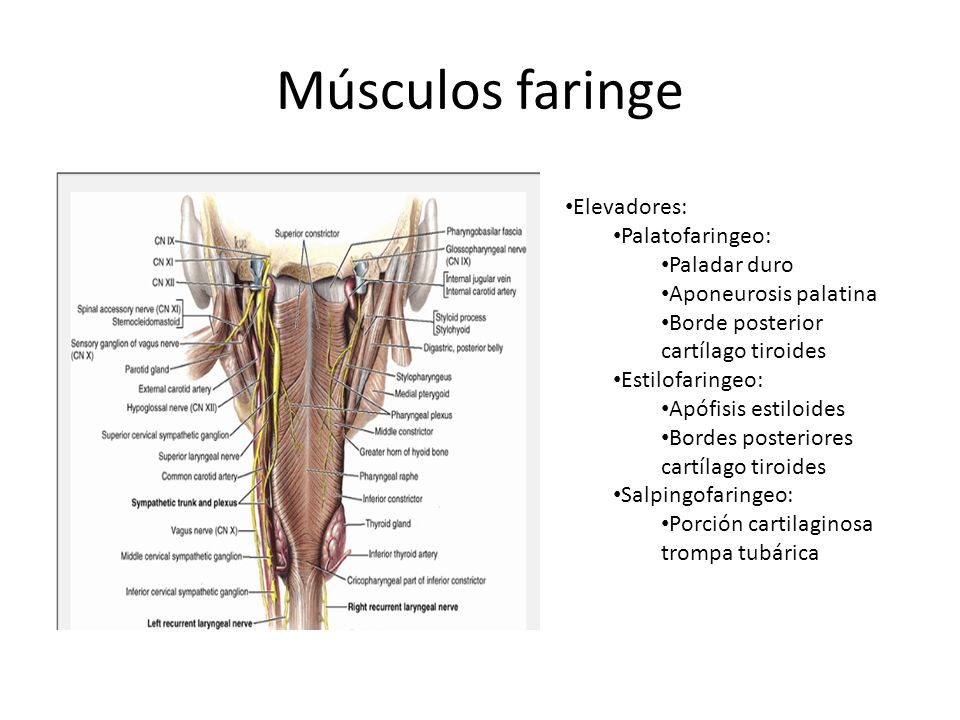 Músculos faringe Elevadores: Palatofaringeo: Paladar duro