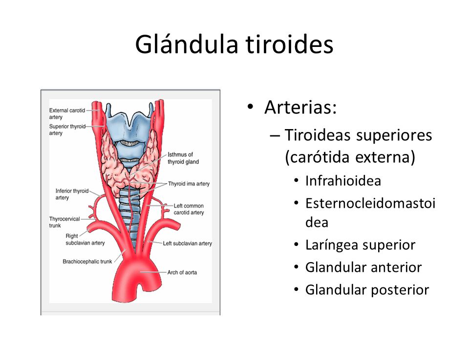 Glándula tiroides Arterias: Tiroideas superiores (carótida externa)