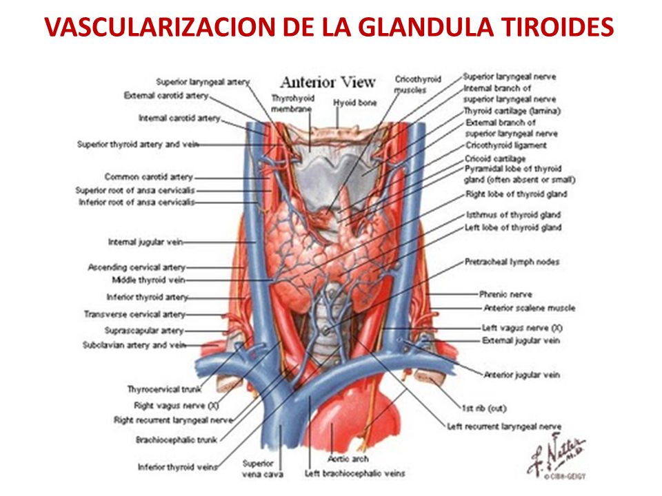VASCULARIZACION DE LA GLANDULA TIROIDES