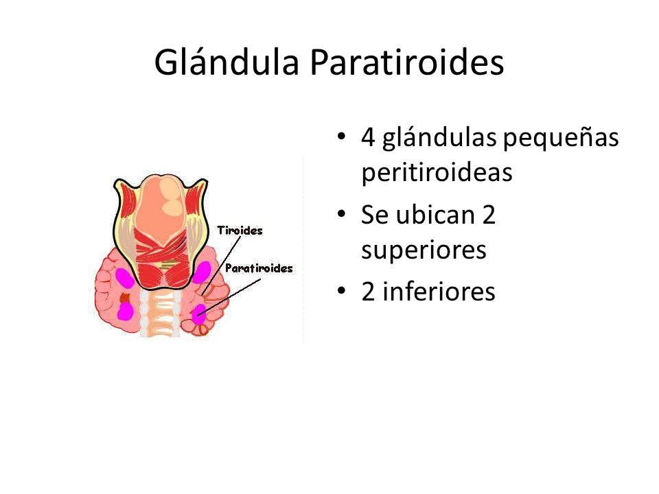 Glándula Paratiroides