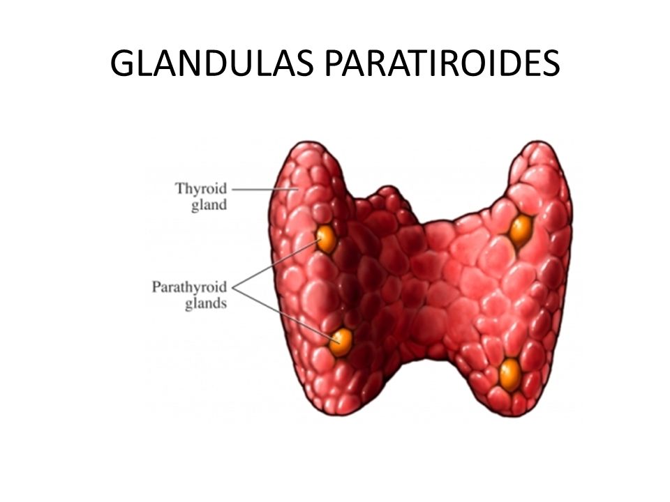 GLANDULAS PARATIROIDES