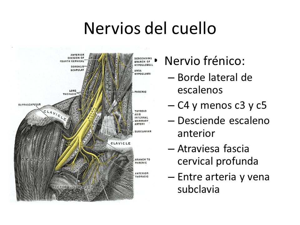 Nervios del cuello Nervio frénico: Borde lateral de escalenos