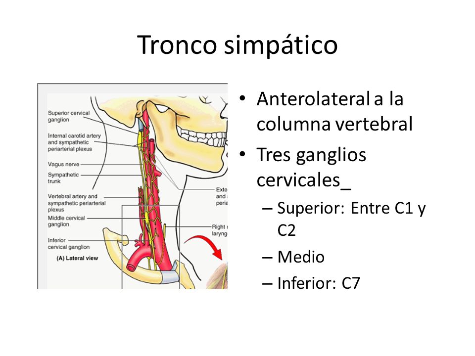 Tronco simpático Anterolateral a la columna vertebral