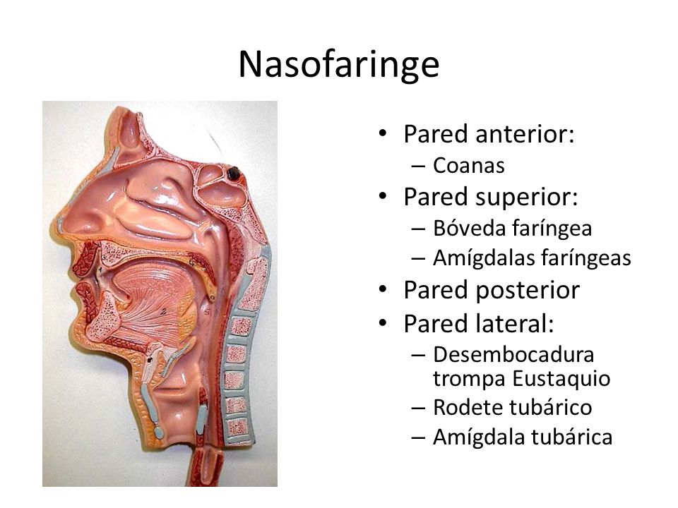 Nasofaringe Pared anterior: Pared superior: Pared posterior