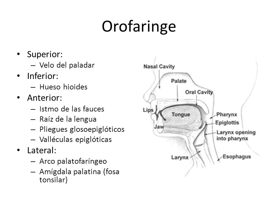 Orofaringe Superior: Inferior: Anterior: Lateral: Velo del paladar