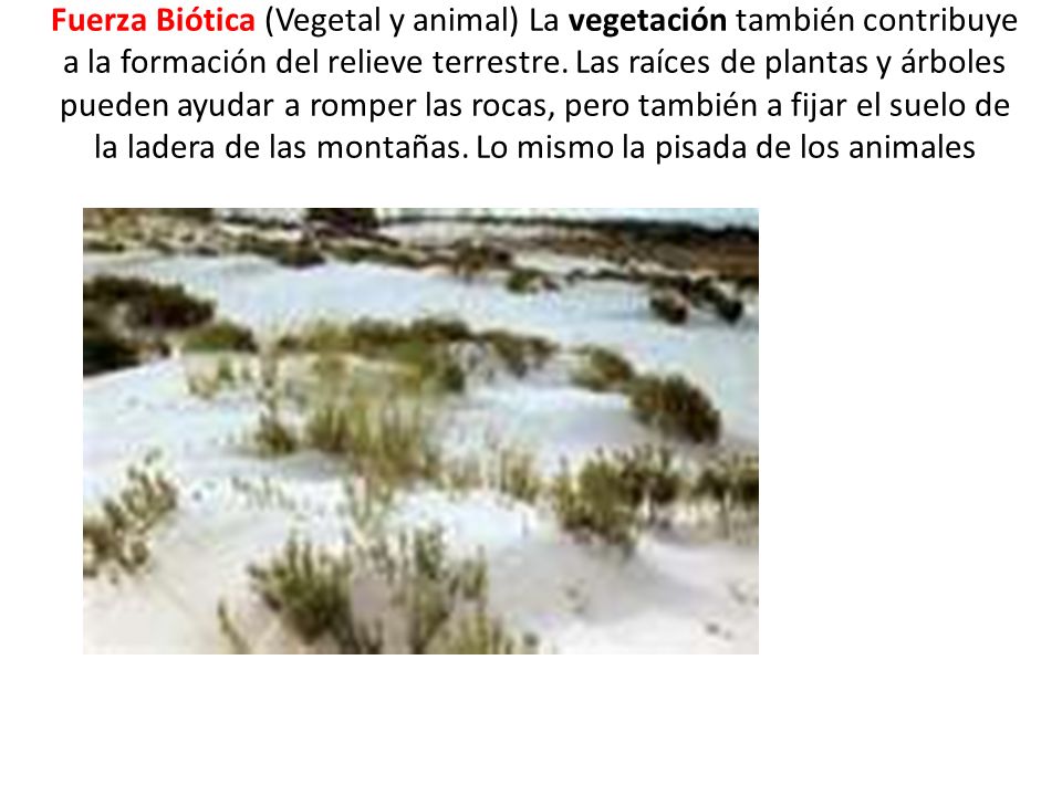 Fuerza Biótica (Vegetal y animal) La vegetación también contribuye a la formación del relieve terrestre. Las raíces de plantas y árboles pueden ayudar a romper las rocas, pero también a fijar el suelo de la ladera de las montañas.