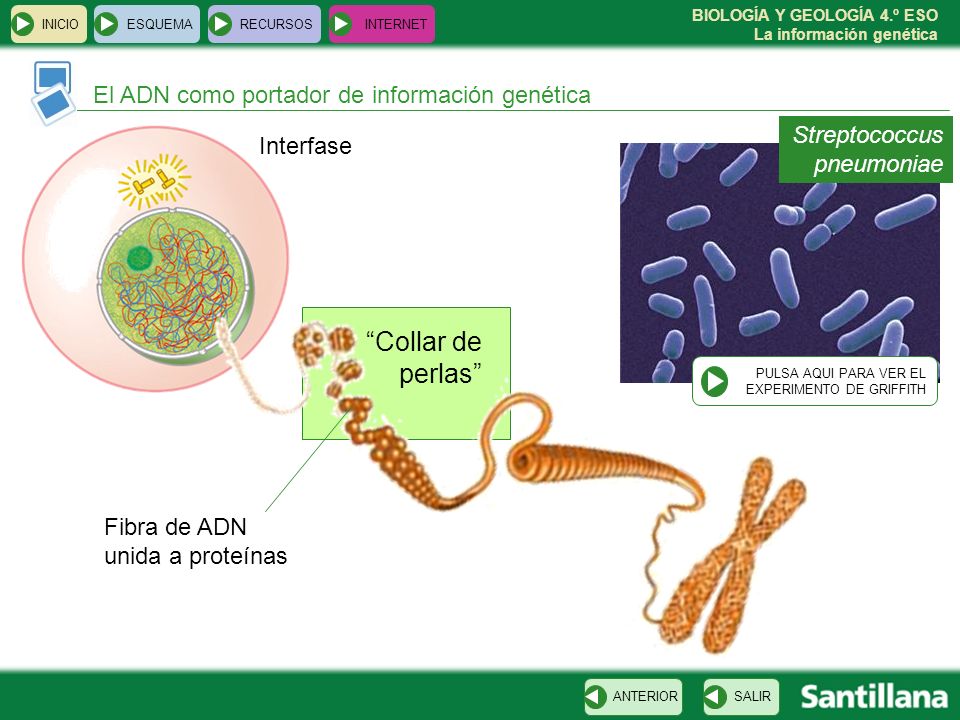 Collar de perlas El ADN como portador de información genética