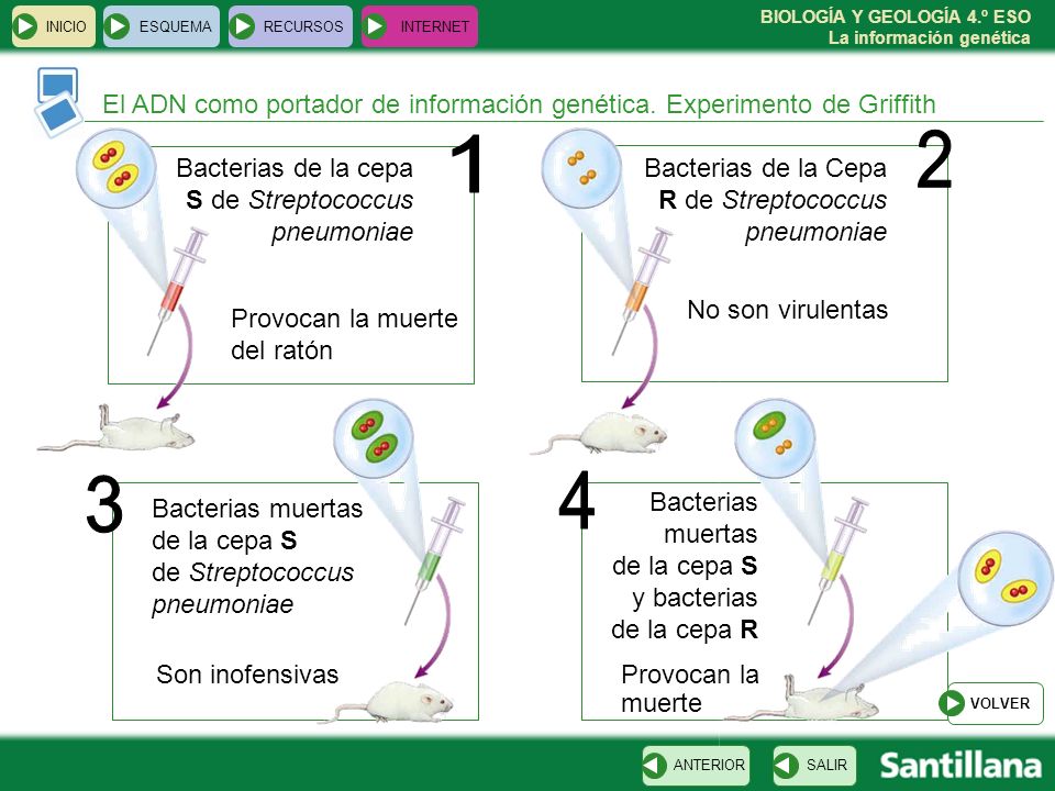 INICIO ESQUEMA. RECURSOS. INTERNET. El ADN como portador de información genética. Experimento de Griffith.