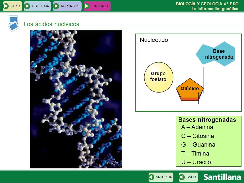 Los ácidos nucleicos T Nucleótido A C Bases nitrogenadas A – Adenina