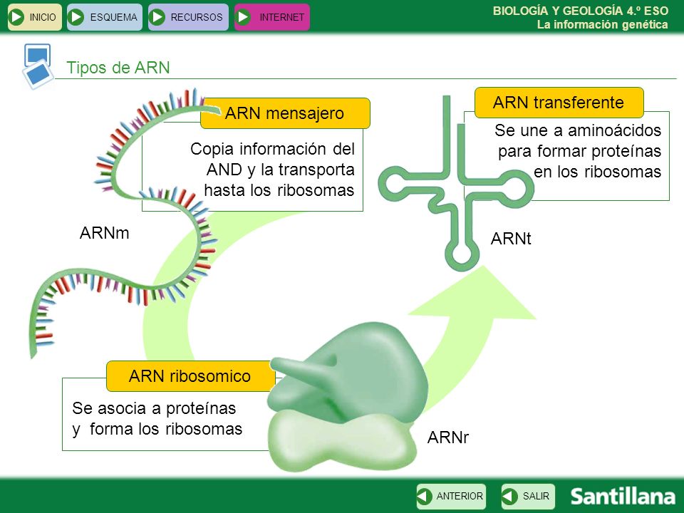 Se une a aminoácidos para formar proteínas en los ribosomas
