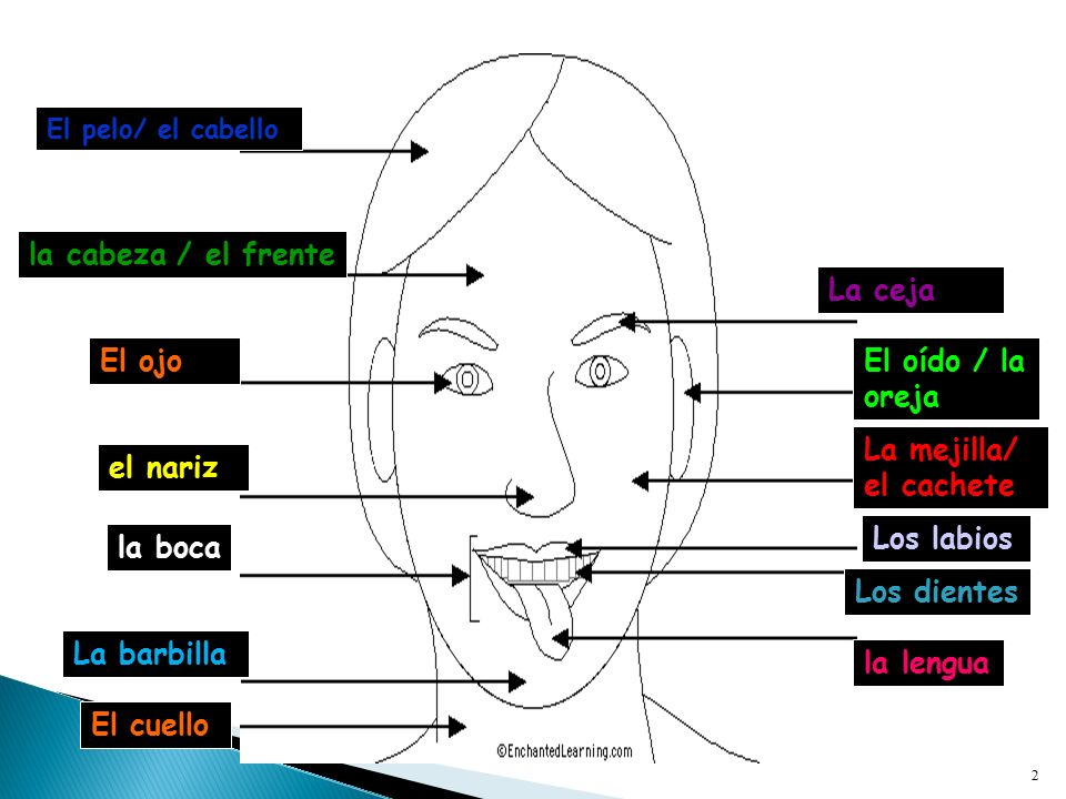 la cabeza / el frente La ceja El ojo El oído / la oreja