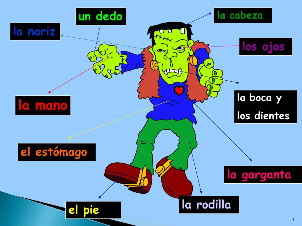 la mano un dedo la nariz los ojos el estómago la garganta la rodilla