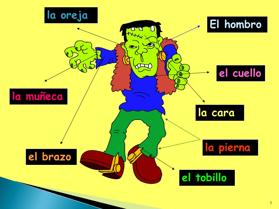 la oreja El hombro el cuello la muñeca la cara la pierna el brazo el tobillo