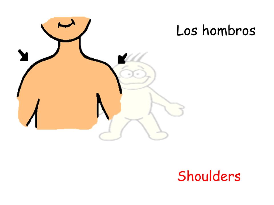 Los hombros Shoulders