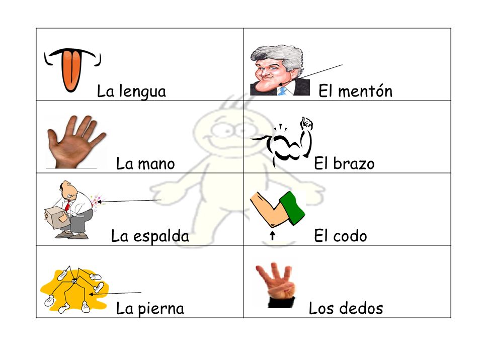 La lengua El mentón La mano El brazo La espalda El codo La pierna Los dedos