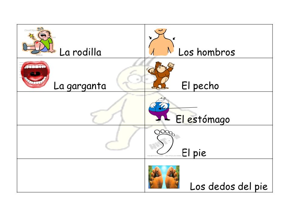 La rodilla Los hombros La garganta El pecho El estómago El pie Los dedos del pie