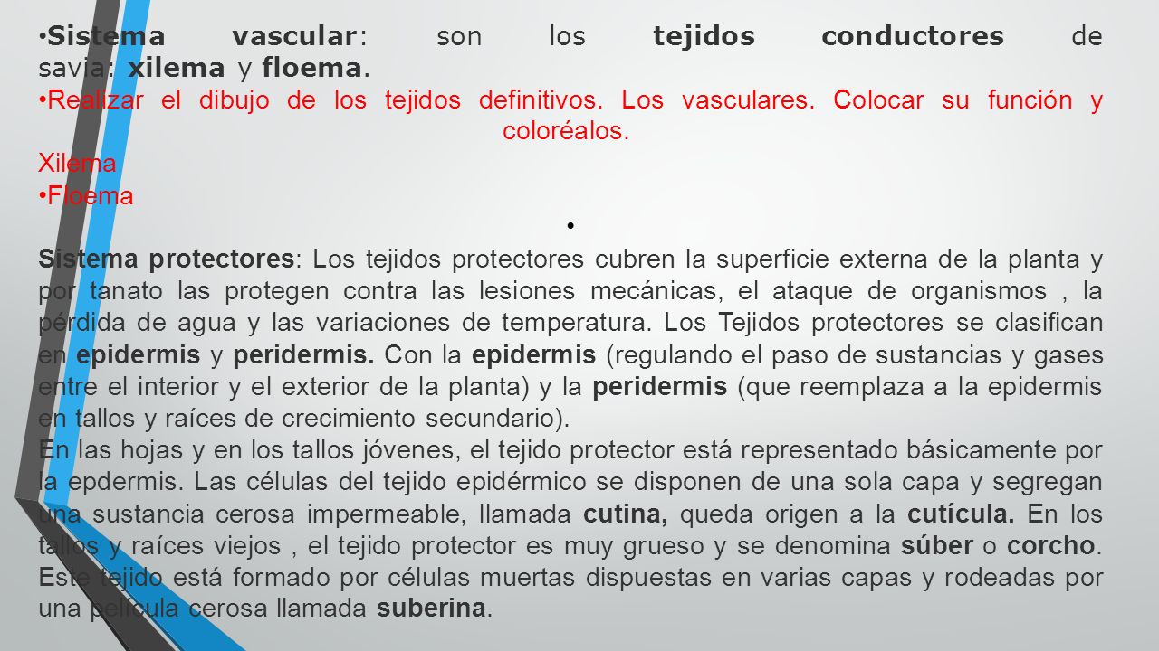 Sistema vascular: son los tejidos conductores de savia: xilema y floema.