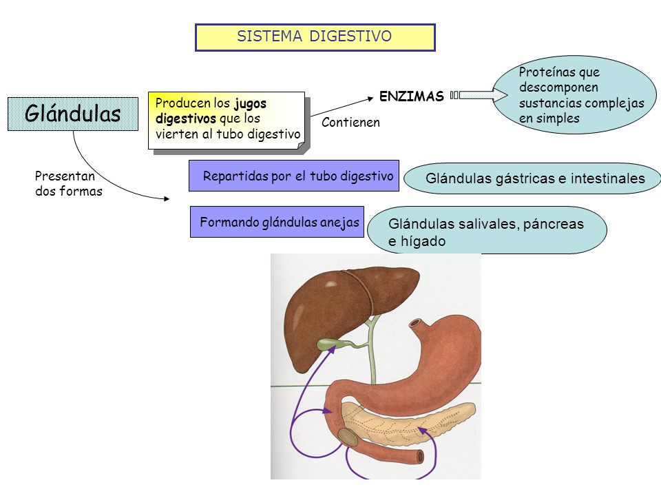 Glándulas SISTEMA DIGESTIVO Glándulas gástricas e intestinales