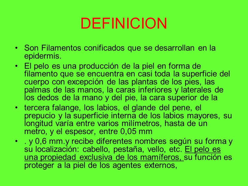 DEFINICION Son Filamentos conificados que se desarrollan en la epidermis.