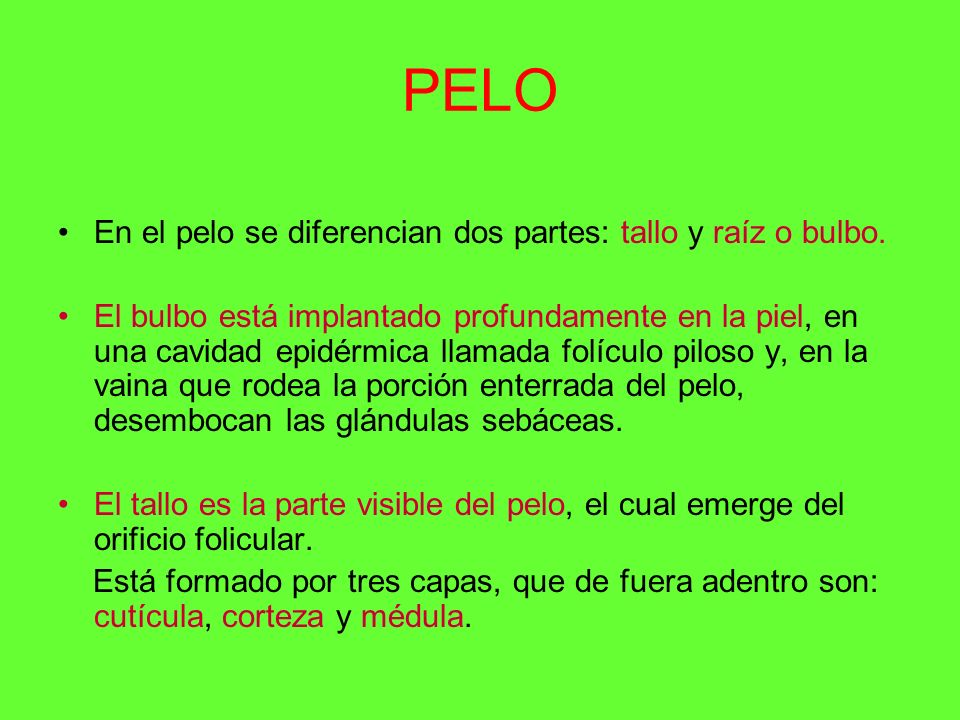 PELO En el pelo se diferencian dos partes: tallo y raíz o bulbo.