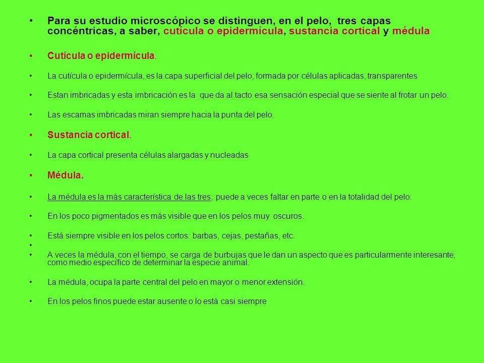 Para su estudio microscópico se distinguen, en el pelo, tres capas concéntricas, a saber, cutícula o epidermícula, sustancia cortical y médula