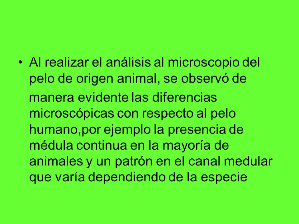 Al realizar el análisis al microscopio del pelo de origen animal, se observó de