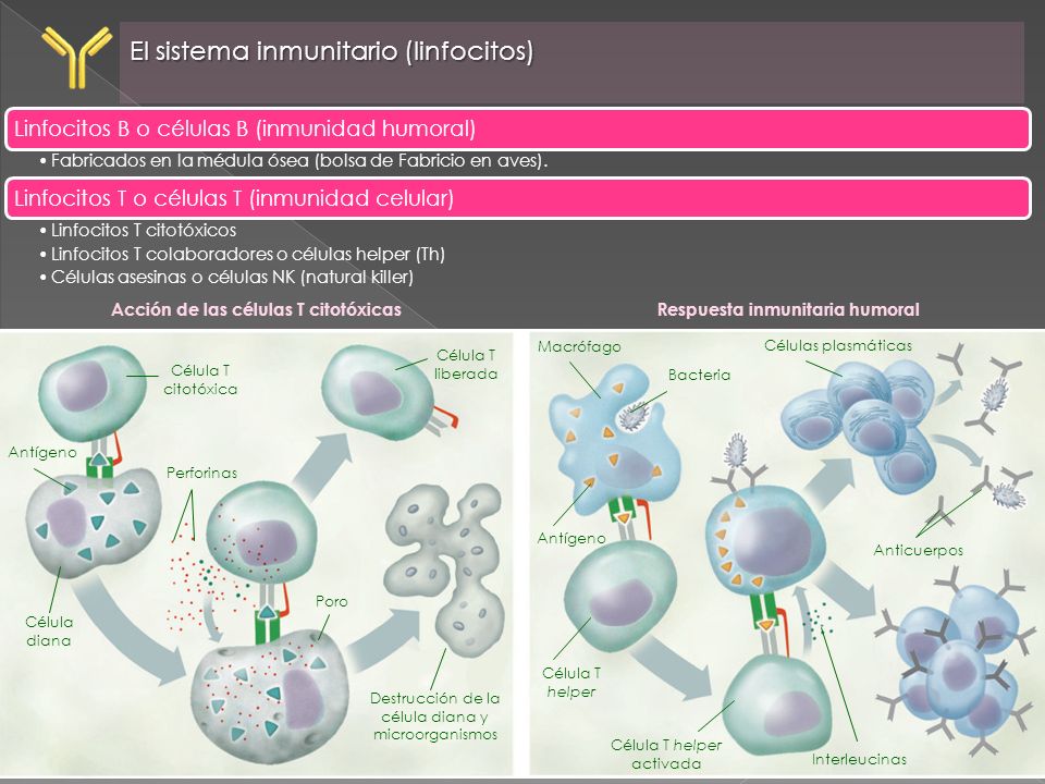 Acción de las células T citotóxicas Respuesta inmunitaria humoral