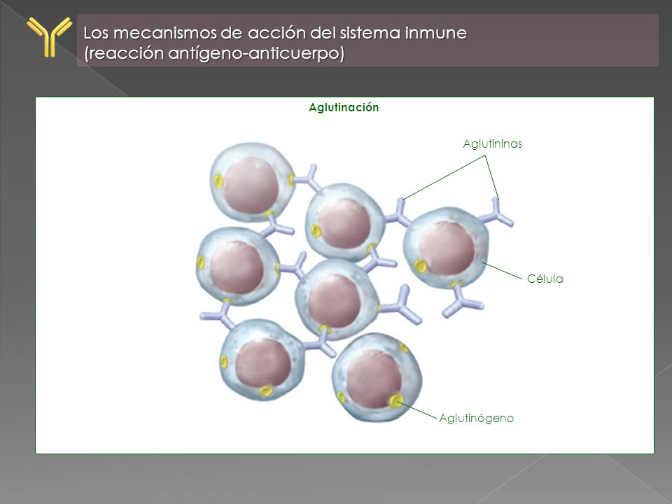 Los mecanismos de acción del sistema inmune