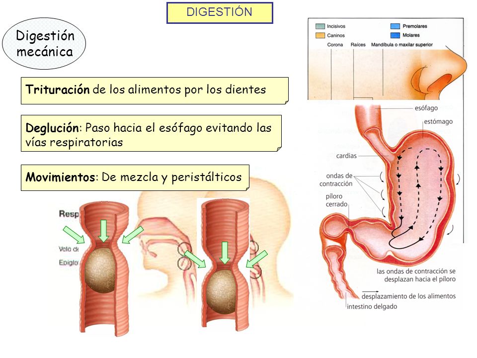 Digestión mecánica DIGESTIÓN