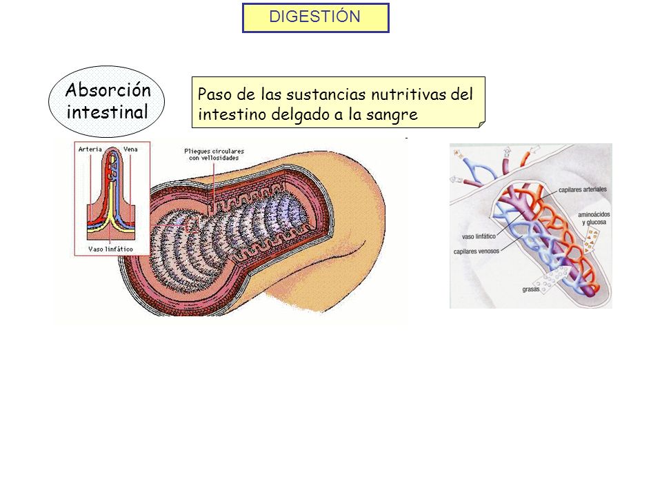 Absorción intestinal DIGESTIÓN
