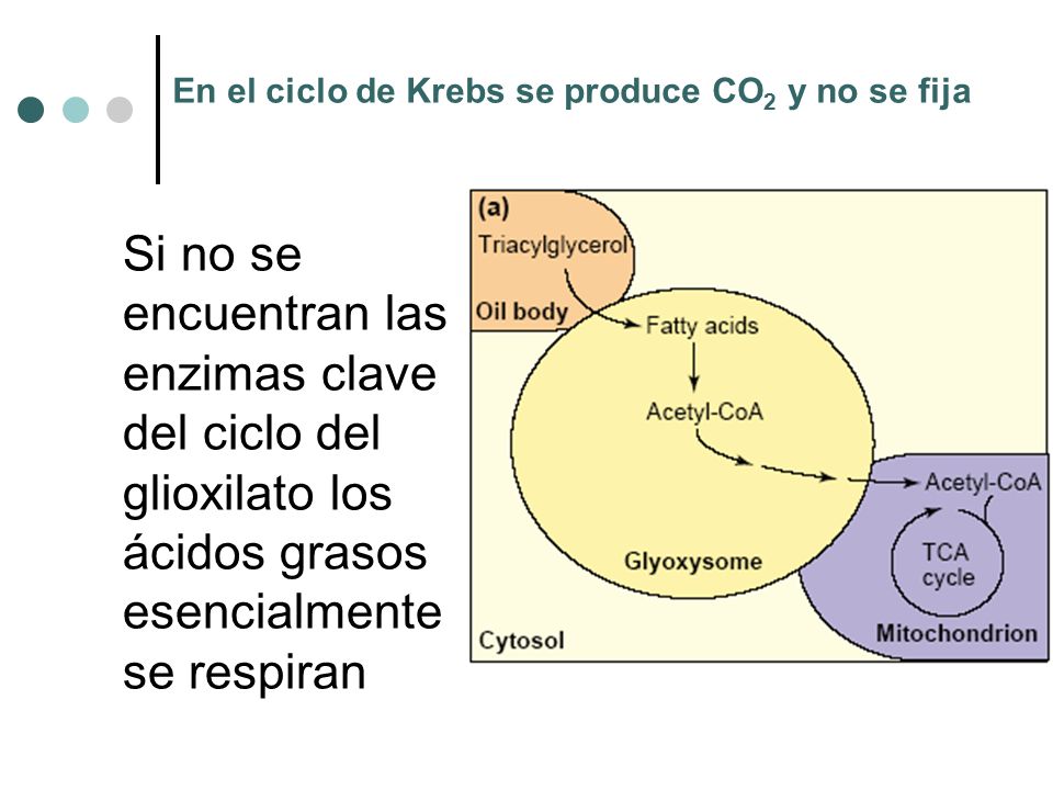 En el ciclo de Krebs se produce CO2 y no se fija