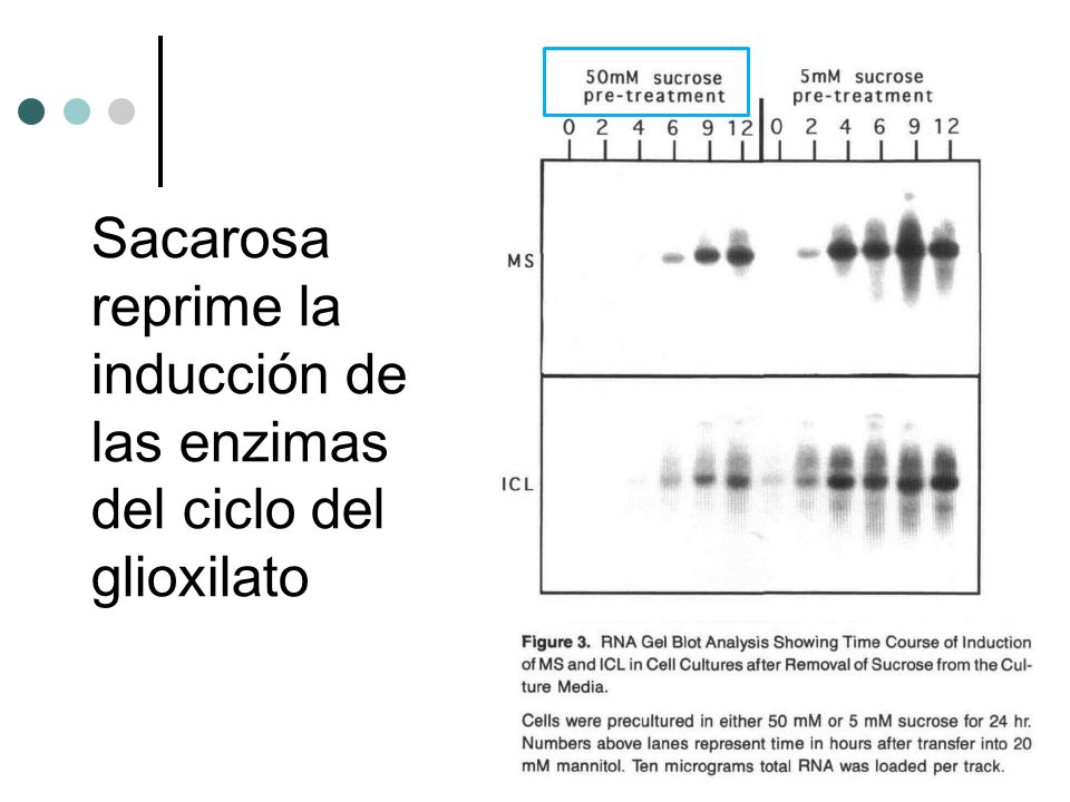 Sacarosa reprime la inducción de las enzimas del ciclo del glioxilato