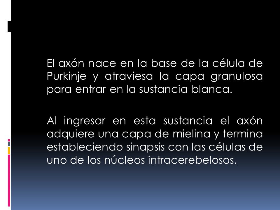 El axón nace en la base de la célula de Purkinje y atraviesa la capa granulosa para entrar en la sustancia blanca.