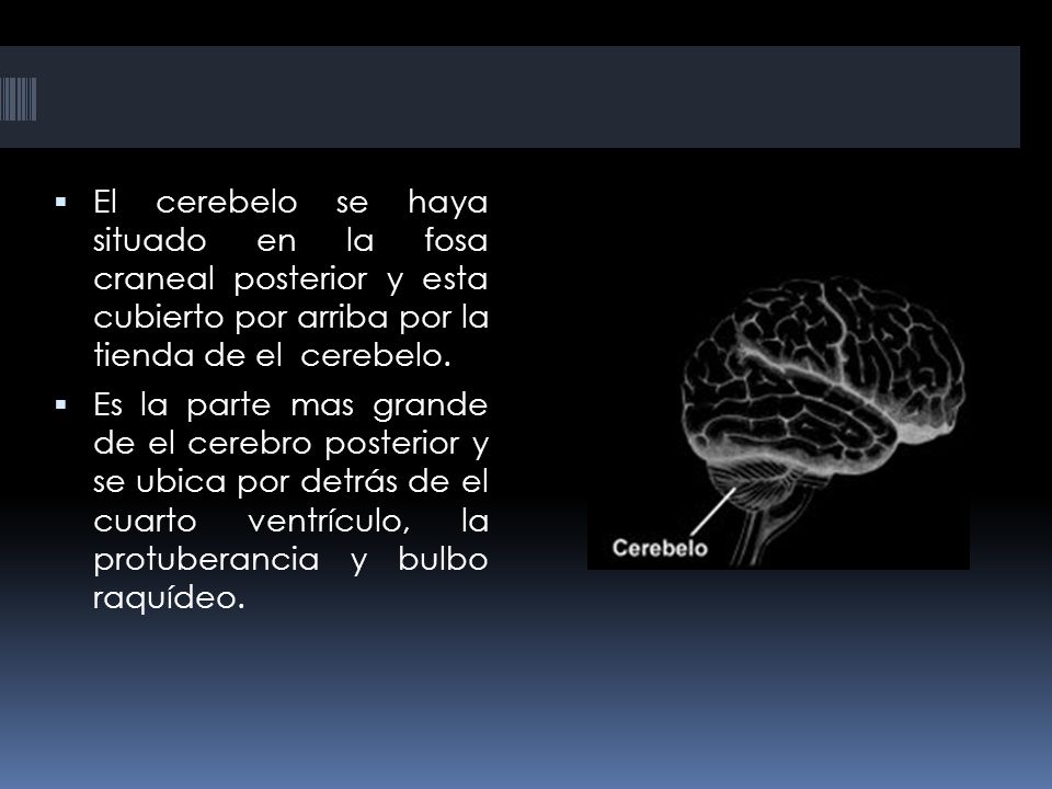 El cerebelo se haya situado en la fosa craneal posterior y esta cubierto por arriba por la tienda de el cerebelo.