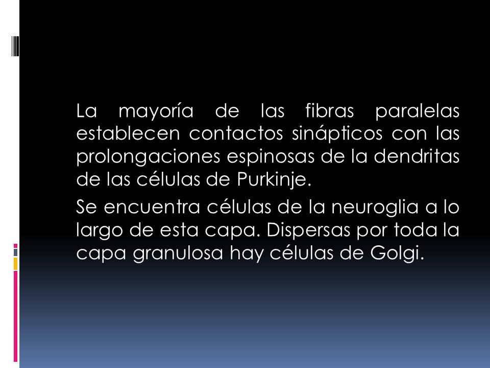 La mayoría de las fibras paralelas establecen contactos sinápticos con las prolongaciones espinosas de la dendritas de las células de Purkinje.