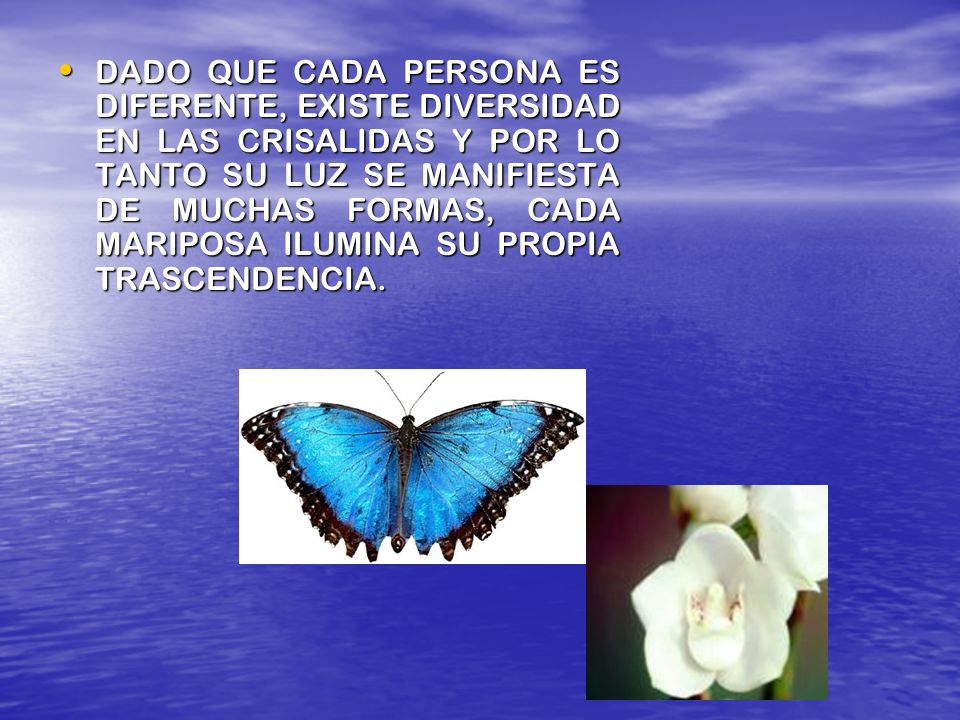 DADO QUE CADA PERSONA ES DIFERENTE, EXISTE DIVERSIDAD EN LAS CRISALIDAS Y POR LO TANTO SU LUZ SE MANIFIESTA DE MUCHAS FORMAS, CADA MARIPOSA ILUMINA SU PROPIA TRASCENDENCIA.