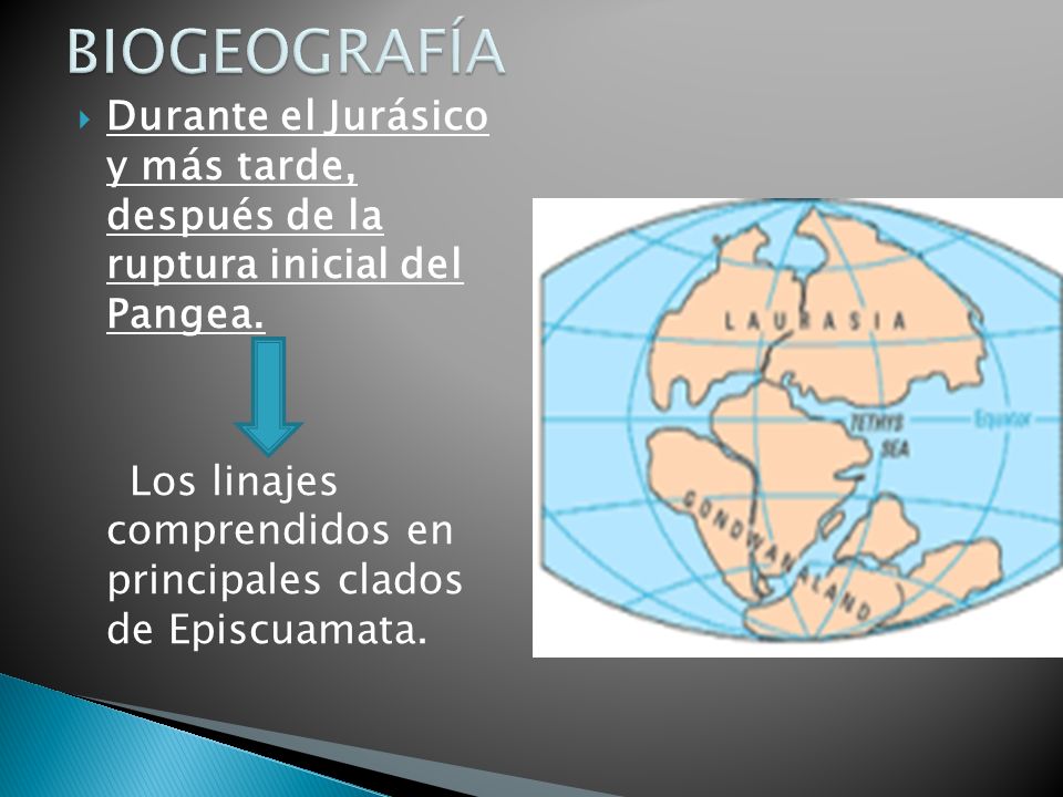 BIOGEOGRAFÍA Durante el Jurásico y más tarde, después de la ruptura inicial del Pangea.