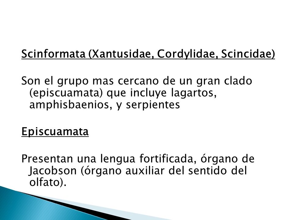 Scinformata (Xantusidae, Cordylidae, Scincidae) Son el grupo mas cercano de un gran clado (episcuamata) que incluye lagartos, amphisbaenios, y serpientes Episcuamata Presentan una lengua fortificada, órgano de Jacobson (órgano auxiliar del sentido del olfato).