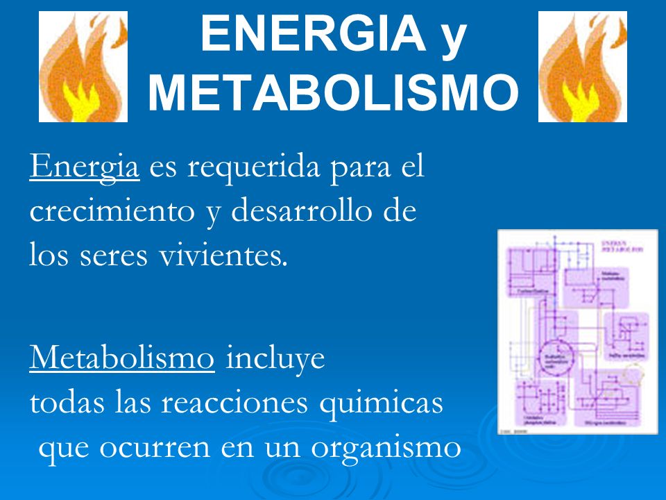 ENERGIA y METABOLISMO Energia es requerida para el crecimiento y desarrollo de los seres vivientes.