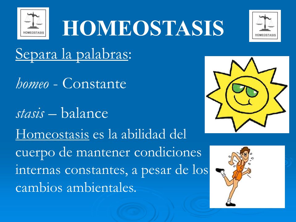 HOMEOSTASIS Separa la palabras: homeo - Constante stasis – balance