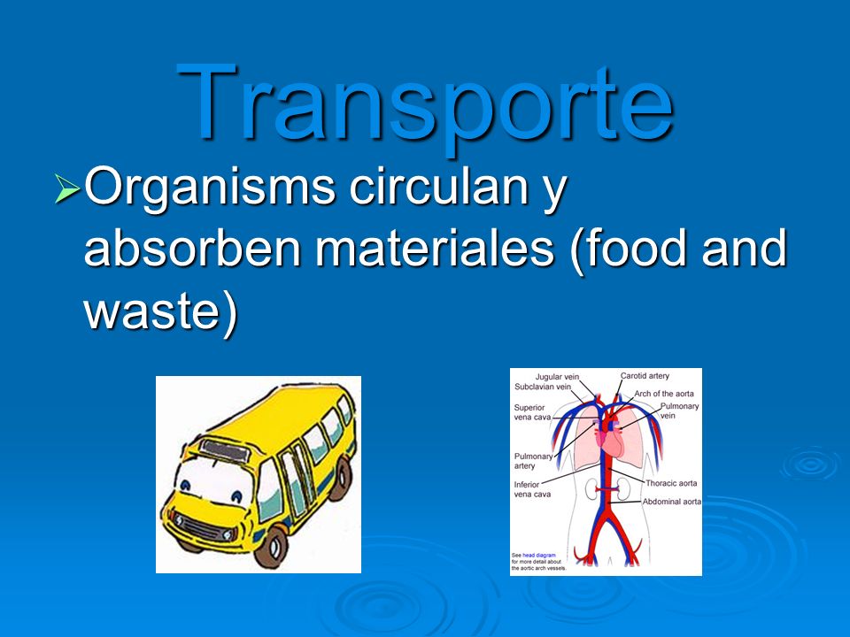 Transporte Organisms circulan y absorben materiales (food and waste)