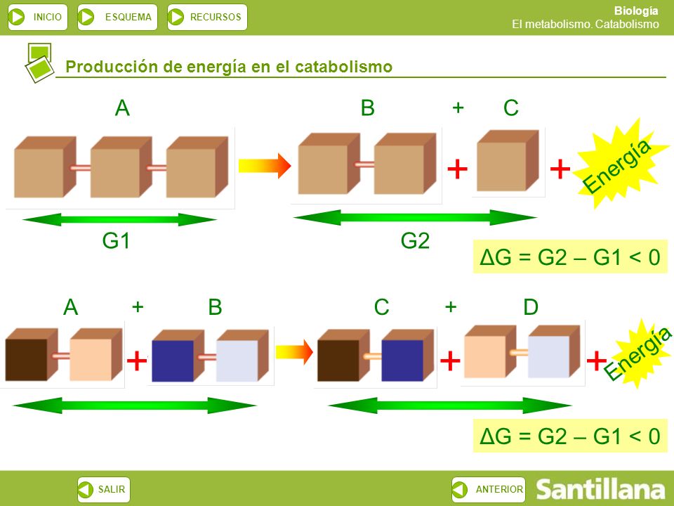 A B + C Energía G1 G2 ΔG = G2 – G1 < 0 A + B C + D