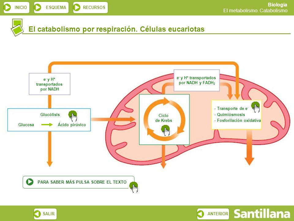 e- y H+ transportados por NADH e- y H+ transportados por NADH y FADH2