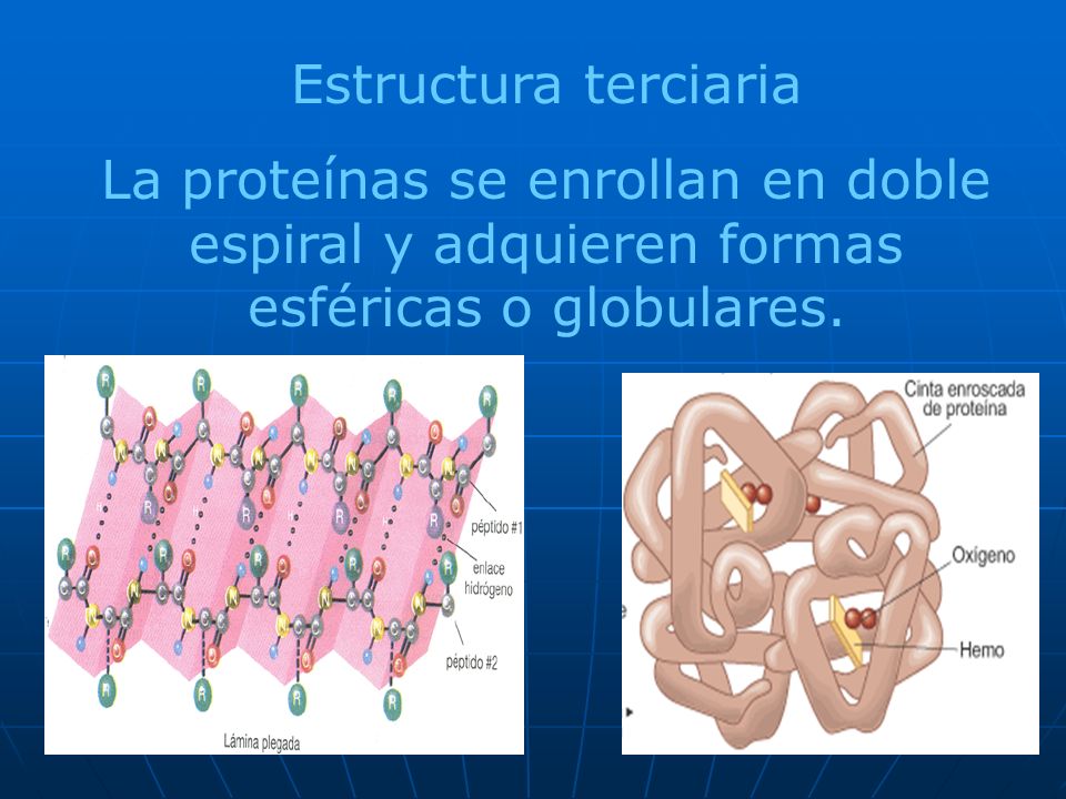 Estructura terciaria La proteínas se enrollan en doble espiral y adquieren formas esféricas o globulares.