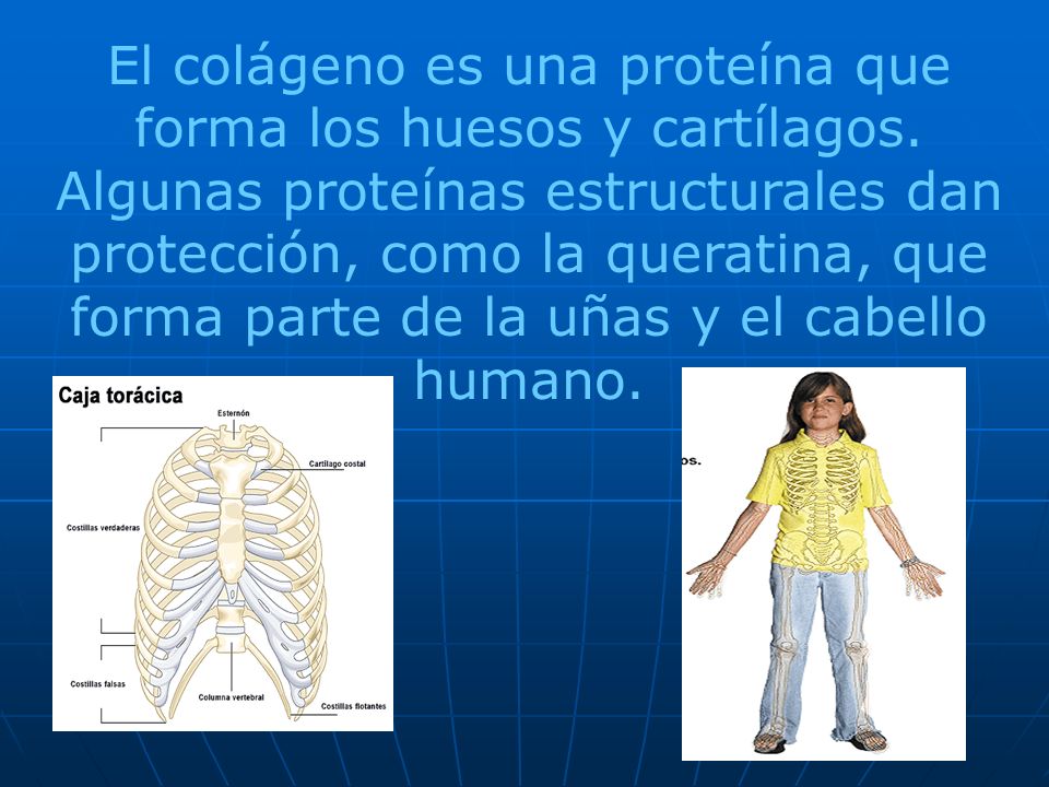 El colágeno es una proteína que forma los huesos y cartílagos