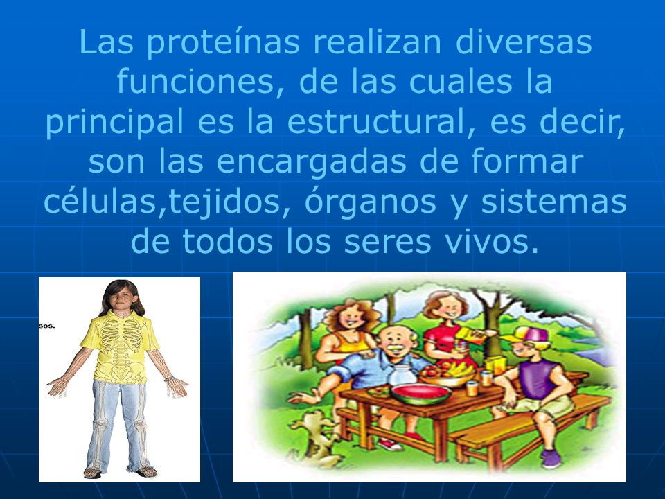 Las proteínas realizan diversas funciones, de las cuales la principal es la estructural, es decir, son las encargadas de formar células,tejidos, órganos y sistemas de todos los seres vivos.