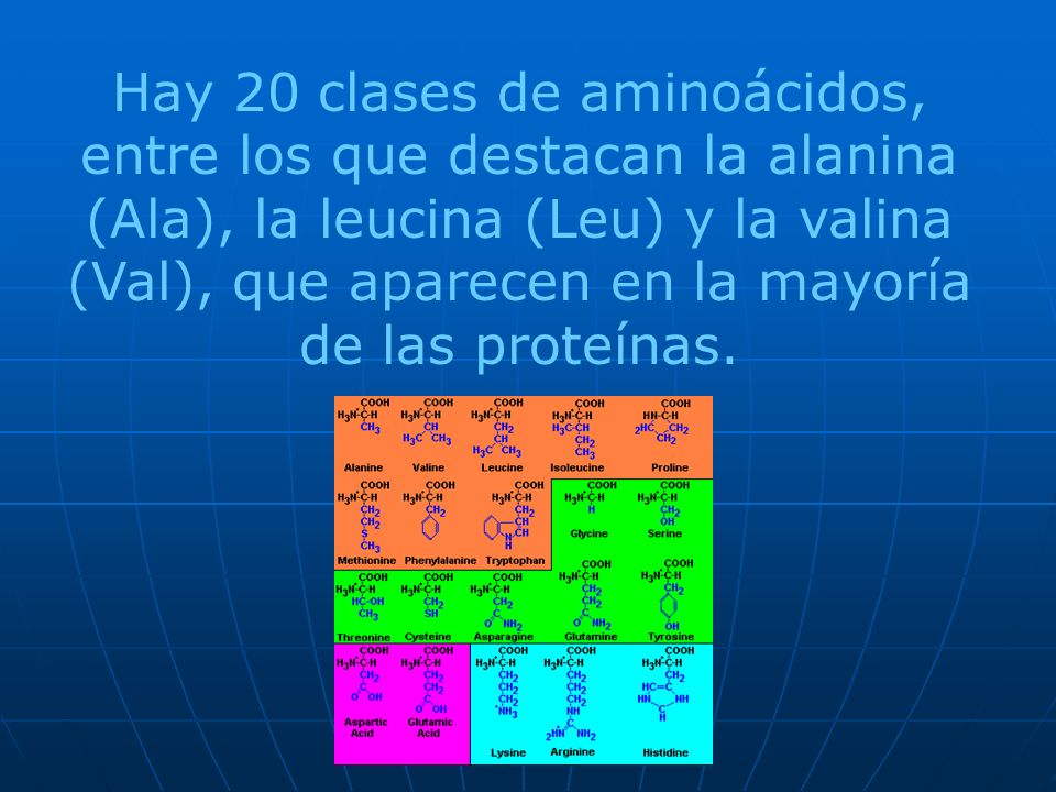 Hay 20 clases de aminoácidos, entre los que destacan la alanina (Ala), la leucina (Leu) y la valina (Val), que aparecen en la mayoría de las proteínas.